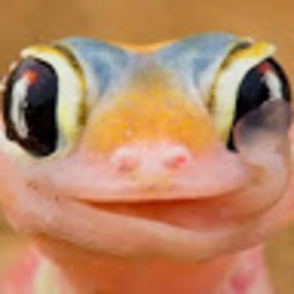ranwaldpip